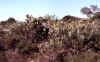 Banksia-hookeri-plant.jpg (118048 bytes)