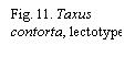Text Box: Fig. 11. Taxus contorta, lectotype