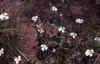 Xanthosia-rotundifolia.jpg (97750 bytes)