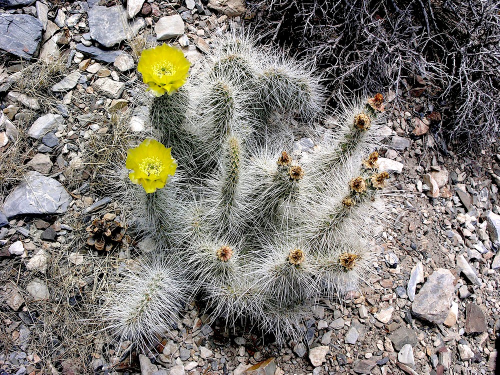 Opuntia polyacantha var. erinacea Mojave Desert, White Mts., Pinyon-juniper...